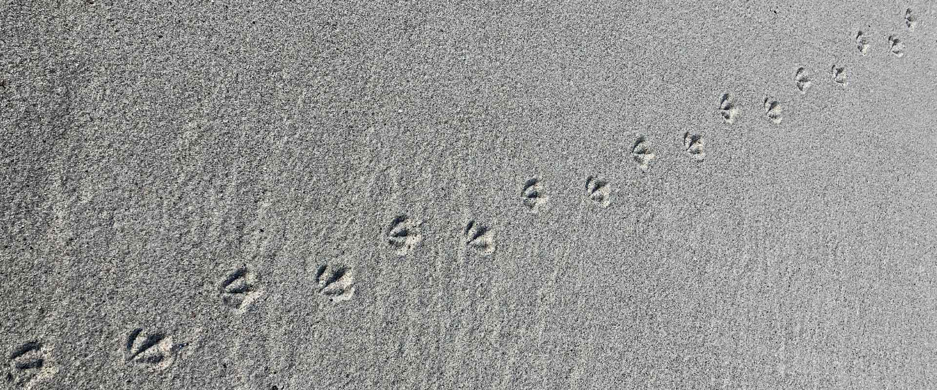 Spuren von Vogelfüßen auf feinem Sand als Symbol für Schritte der Entwicklung.
