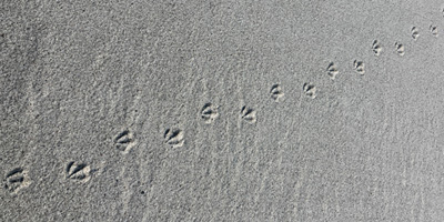 Spuren von Vogelfüßen auf feinem Sand als Symbol für Schritte der Entwicklung.