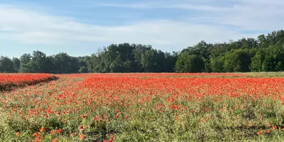 Referenzen & Anfragen