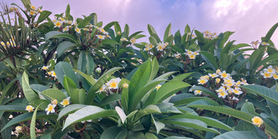 Behindertentestament 